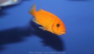 Metriaclima estherae 'Chiloelo'